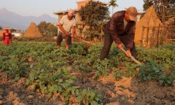 विस्तार हुँदै आलुखेती