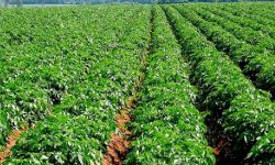 आलुखेतीमा डढुवा कीराको सङ्क्रमण