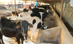 पूर्वशिक्षकको पशुपालन