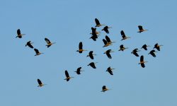 चराको बासस्थान लोप हुँदै