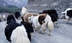 हिउँ र हिउँ चितुवाको मारमा याक र चौँरी