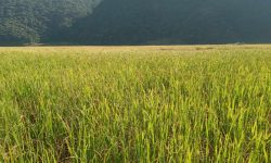 बास्ना गुमाउँदै पोखरेली ‘जेठोबुढो’