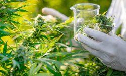 गाँजालाई औषधीय गुणसँग जोडेर अन्तर्राष्ट्रियकरण गर्न पाउनुपर्ने माग