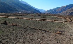 वर्षा र हिमपात नहुँदा जुम्लाका किसानले हिउँदेबाली लगाउन सकेन