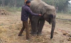 शुक्लाफाँटाको गजराज ‘शेषचन्द्र’ले अब पर्यटक घुमाउने
