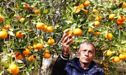 इलामको एकै बगानबाट दश लाखको सुन्तला बिक्री