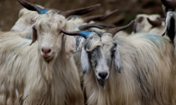 खाद्य गोदाममा कुकुरले टोकेर २३ च्याङ्ग्रा मरे