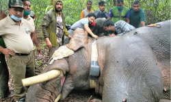 ध्रुर्वे हात्तीले आतंक मच्चाउन छाडेन