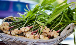 इलाममा किन भयो अदुवा सखाप ?