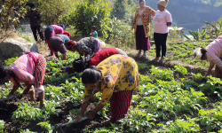 म्याग्दीका किसान आलु खेतीतर्फ आकर्षित