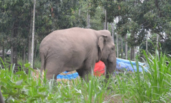 जङ्गली हात्तीबाट गहुँबाली जोगाउन रातभर जाग्राम