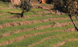 न पानी पर्‍यो न झर्‍यो हिउँ, बाली लगाउन पाएनन् जुम्ली किसानले