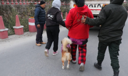 घरपालुवा कुकुर बिरालोलाई सार्वजनिक स्थलमा दिशा पिसाब गराए ५ हजार रुपैयाँसम्म जरिवाना