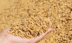 खाद्य कम्पनीले पाएन लक्ष्यअनुसारको धान