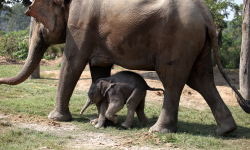झापा र मोरङका वनमा छावा हुर्काउँदै जङ्गली हात्ती