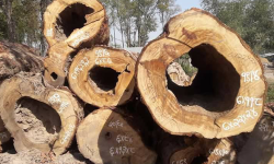 मुद्दा फैसला नहुँदा बिग्रिन थाले काठ