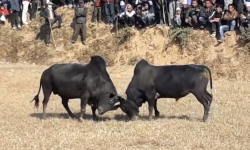 नुवाकोटमा गोरु जुधाएर मनाइयो माघेसङ्क्रान्ति