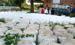 पशुको आहारा बन्यो मुसहरको सहारा