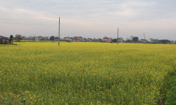 हराएको पहिचान फर्काउँदै चितवनको तोरी