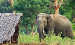 हात्ती धपाउन स्थानीयवासीलाई साइरन