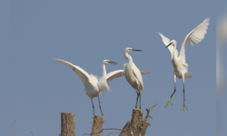 उत्तरी चीनको प्रकृति आरक्ष केन्द्रमा ६० हजारभन्दा बढी चराचुरुङ्गी