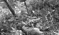 गुल्मीमा चितुवा मृत भेटियो