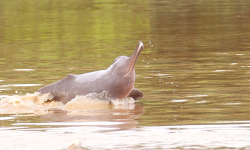 नारायणी र राप्तीमा नदीमा भेटिए दुई सय ६५ गोही र तीन डल्फिन