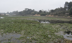 तालको सौन्दर्य नै खोस्ने जलकुम्भी !