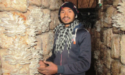 अष्ट्रेलिया जान छाडेर गाउँमै च्याउखेती, जोगाउँछन् वर्षमा १० लाख