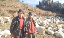 गोठमै मितेरी साइनो लगाउँदा…