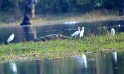 सिमसार क्षेत्रमा बसाइँ सरेर आउने चरा घटे