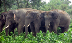 जंगली जनावरबाट बाली जोगाउन पर्साका स्थानीय रातभर जाग्राम
