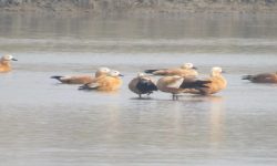 देशभर एकै साथ जलपंछी गणना शुरु हुँदै