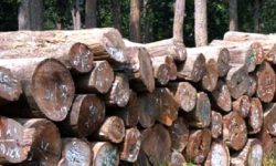 बाह्र लाख मूल्य बराबरको काठ पक्राउ