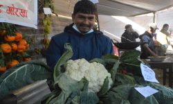 नौ किलोको एउटै काउली