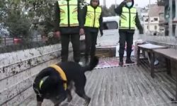 महानगरले थाल्यो कुकुरलाई सडकमा शौच गराउनेमाथि कारबाही, कुकुर नै जफत गर्ने