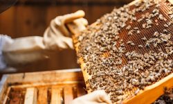 मौरीपालक किसानको सङ्ख्या बढ्यो, यसवर्ष उत्पादन भने घट्यो