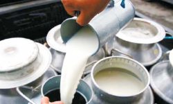 चितवन मिल्क उद्योग एक महिनापछि पुनः सञ्चालनमा