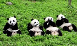चीनमा पान्डाको सङ्ख्या एक हजार ९०० को हाराहारीमा