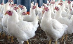 पोल्ट्री दिवसका अवसरमा ‘चिकेन एण्ड एग फेस्टिवल’