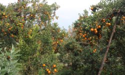 बागलुङका किसानले फलाए  २० करोडको सुन्तला