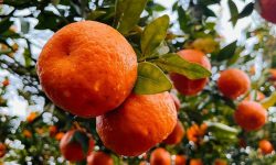 ३३ करोडभन्दा बढीको सुन्तला बिक्री