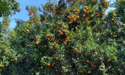 लमजुङमा सुन्तला उत्पादनमा ह्रास