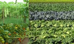 सागसब्जीखेती प्रवर्द्धन गर्न भोजपुरको भुल्केमा ‘एक घर, एक टनेल’ कार्यक्रम