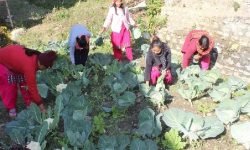 करेसाबारीको तरकारी दिवा खाजामा