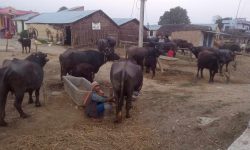 भैँसीपालनबाट मनग्य आम्दानी