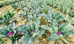 लहानका किसान रतन साहले फलाए रङ्गीन काउली