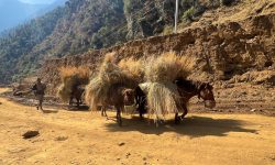 गाउँमा मोटर गुड्न थालेपछि घाँस र मल बोक्छन् खच्चड