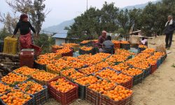 सुन्तला बेचेर करोडौँ आम्दानी