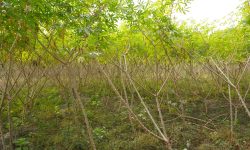 चुलाचुलीका किसान तरुल खेतीतर्फ आकर्षित